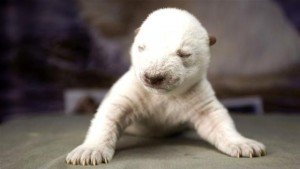 年末の忙しさに疲れたあなたへ!大人気シロクマ赤ちゃんの超ヒュゲリな写真集。 北欧現地ニュース