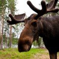 lola_akinmade_akerstrom-moose-1610
