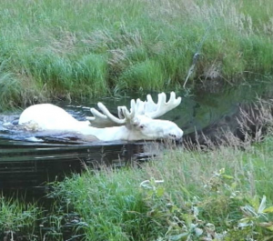 幻想的!スウェーデンの白いヘラジカが今話題! 北欧現地ニュース